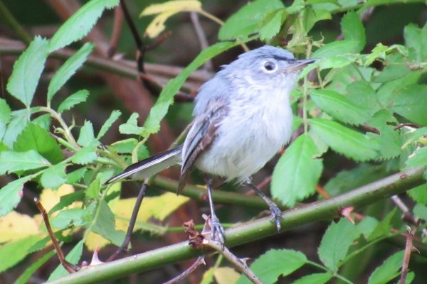Blue-gray Gnatcatcher at the Middleton Sewage Lagoons, NS on July 26, 2020 - Larry Neily